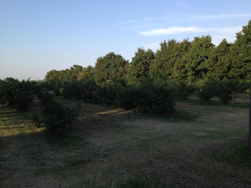 Societa Agricola Le More Agriturismo La Dondina Budrio  Bagian luar foto
