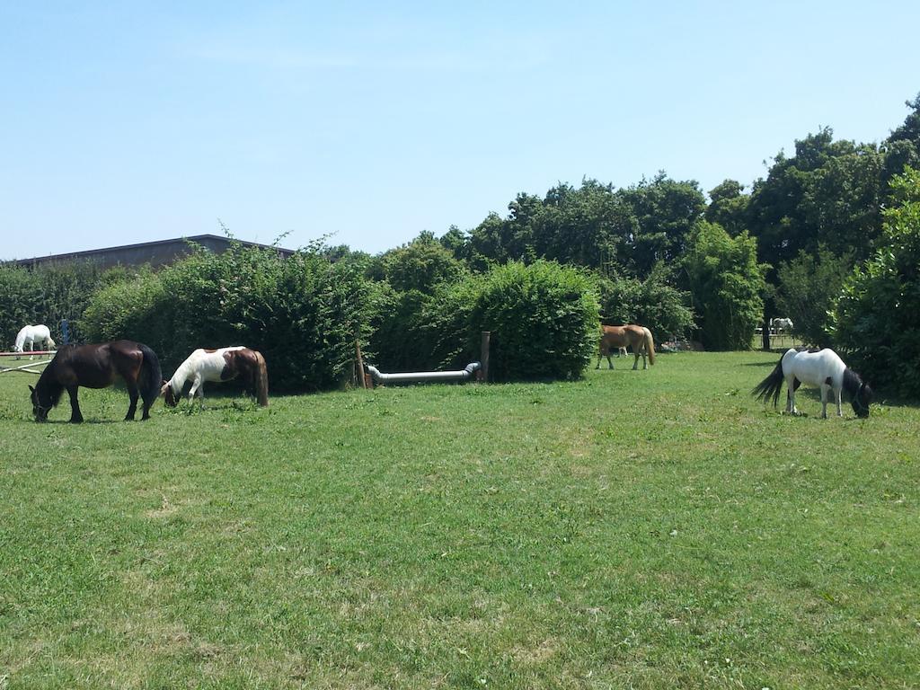 Societa Agricola Le More Agriturismo La Dondina Budrio  Bagian luar foto